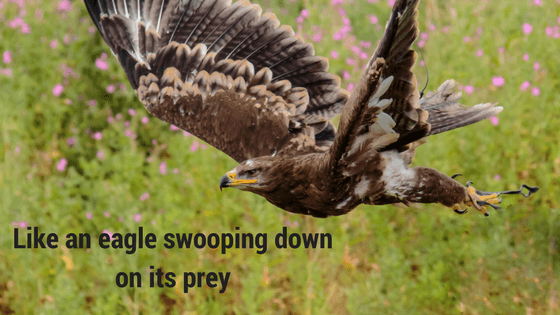 Eagle flying through the skies